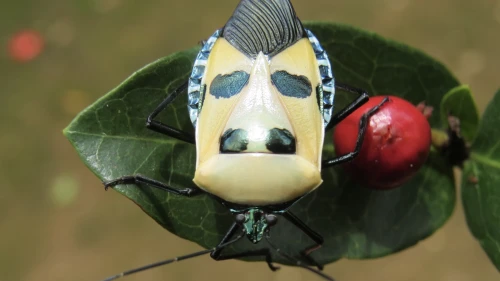 A man-faced stink bug, or catacanthus incarnatus, also called a “Hitler bug.” Credit: Wikipedia.