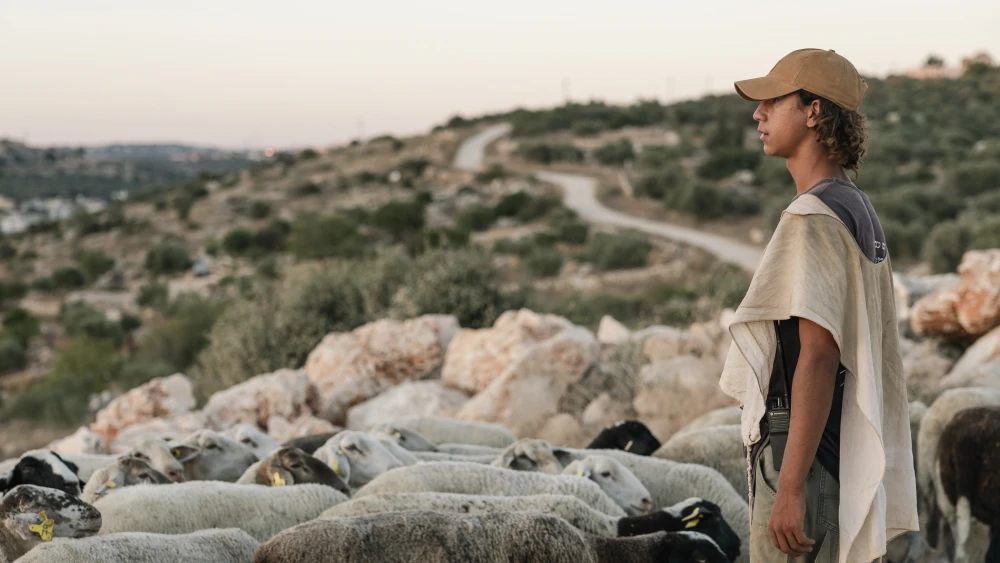 A Jewish shepherd tends to his flock of sheep and goats at Zarda Farm near the Israeli settlement of Peduel on July 28, 2026. Credit: Hilel Ben Or/Flash90