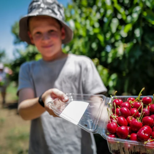 Cherry picking near Kibbutz Ein Zivan in the Golan Heights, on Shavuot, June 5, 2022. Photo by Michael Giladi/ Flash90.