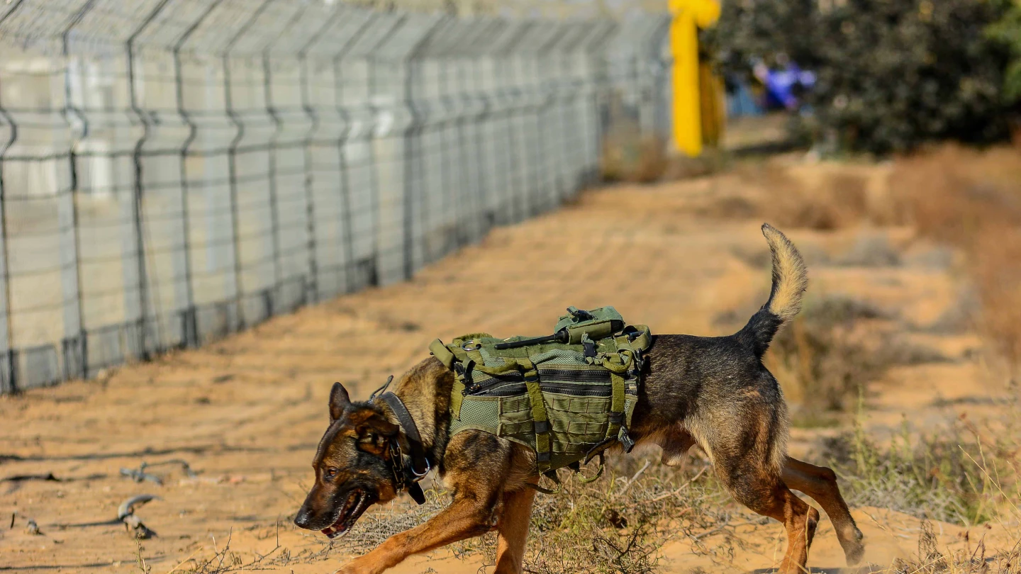 Bill busca ajuda para cães militares aposentados adotados por veteranos de Oketz