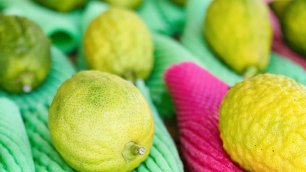 Etrogs on sale at Machane Yehuda outdoor market in Jerusalem, September 2021. Photo by Eliana Rudee.