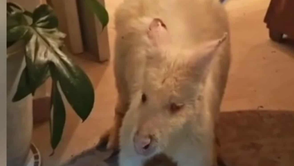 Albino kangaroo in Tel Aviv