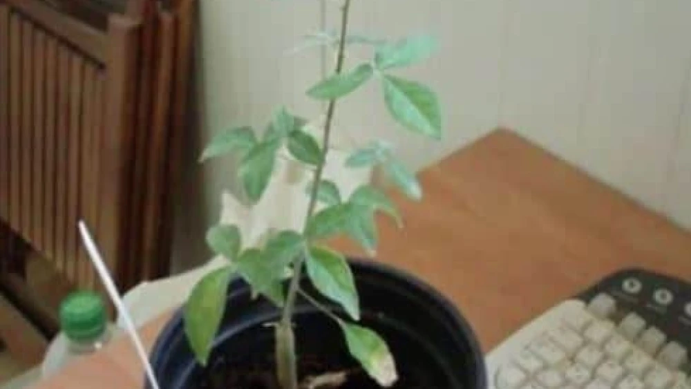 The seedling at 6 months. Photo courtesy of Guy Eisner.