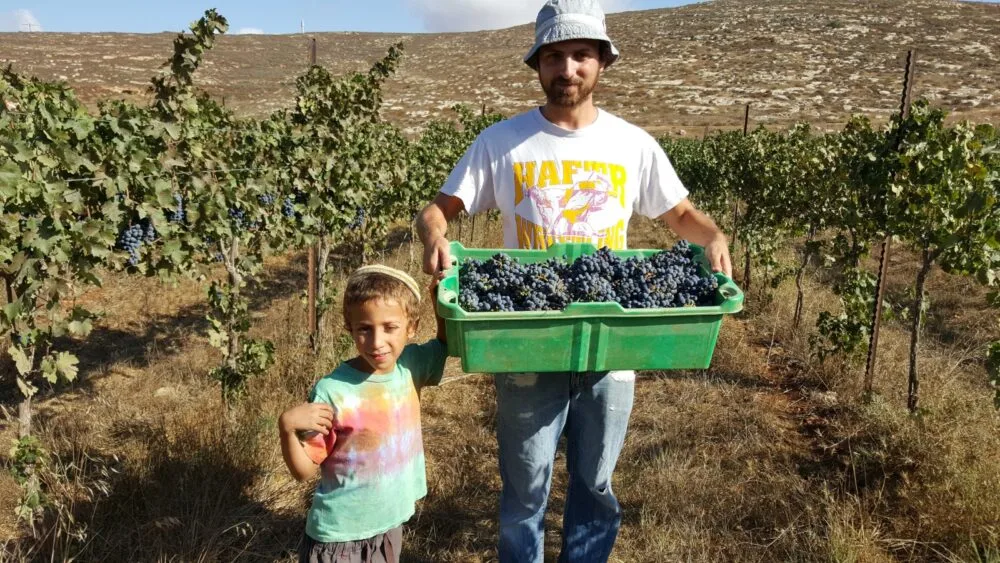 Ari Pollack and his son Benayahu harvesting grapes in 2015. Photo courtesy of Ari Pollack.