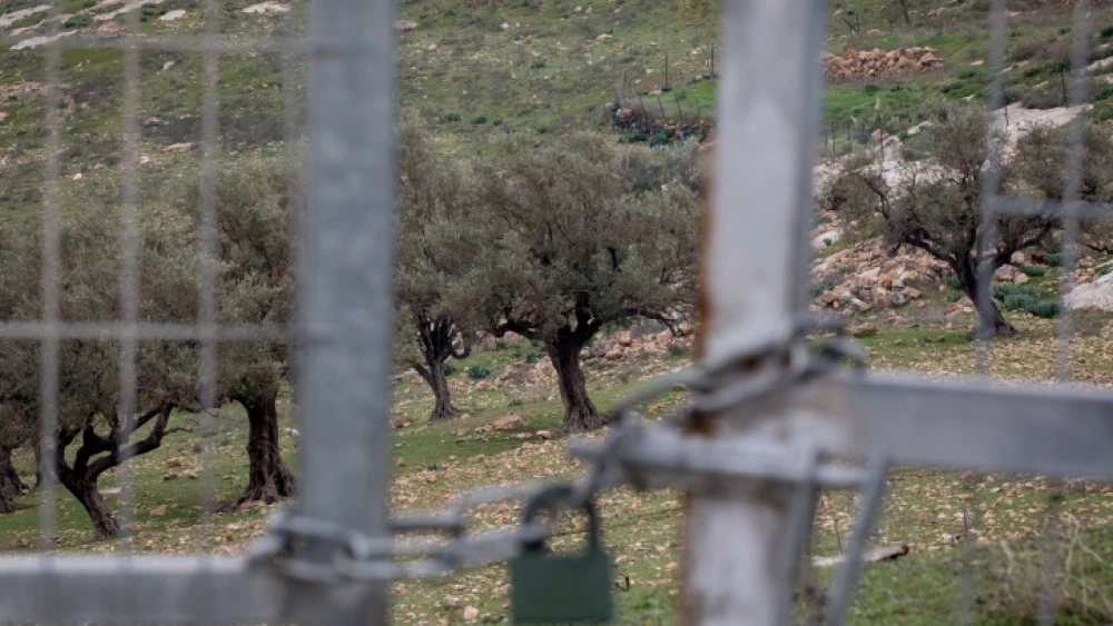 A view of the separation wall and fields of olive trees next to the eastern Jerusalem village of Abu Dis, Feb. 2, 2020. Photo by Olivier Fitoussi/Flash90.