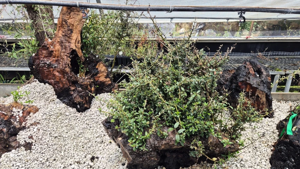 Olive trees burned during a May 2025 wildfire in Ayalon Canada Park in Israel are getting a second life as bonsai trees, August 2026. Credit: Rotem Attias, KKL-JNF.