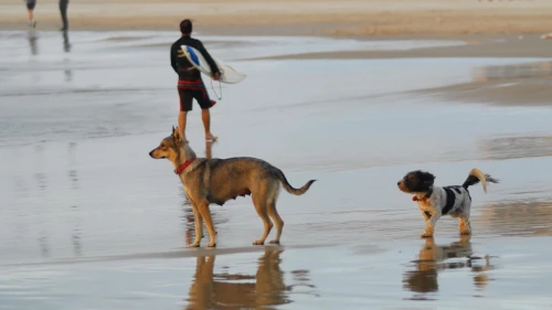 Dogs play on the Herzliya beach, Nov. 7, 2007. Photo by Gili Yaari/Flash90.