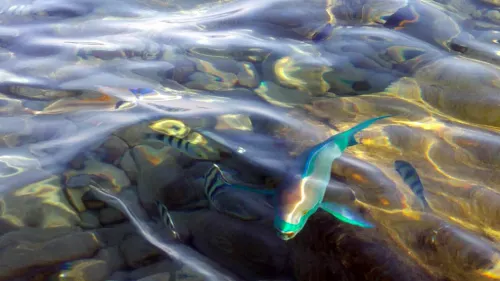 Marine life in the waters of Eilat, Israel. Credit: Reza Luke via Wikimedia Commons.