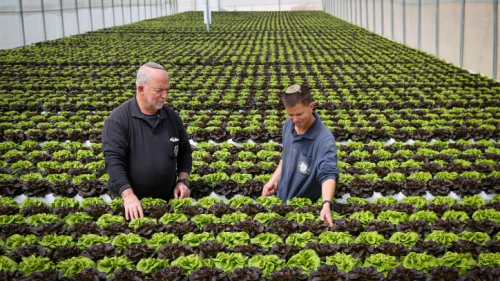 A hydroponic farm that grows lettuce in a greenhouse, in Kibbutz Migdal Oz, Gush Etzion, March 29, 2023. Photo by Gershon Elinson/Flash90.