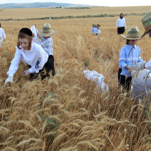 Haredi Jews follow an ancient biblical command and harvest wheat with a hand sickle in a field near the central Israeli town of Modi’in. They will store the wheat for almost a year and then use it to grind flour to make unleavened bread for the weeklong Passover holiday. May 24, 2009. Photo by Nati Shohat/Flash90.