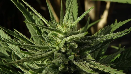 Cannabis. Credit: Max Pixel/Creative Commons.