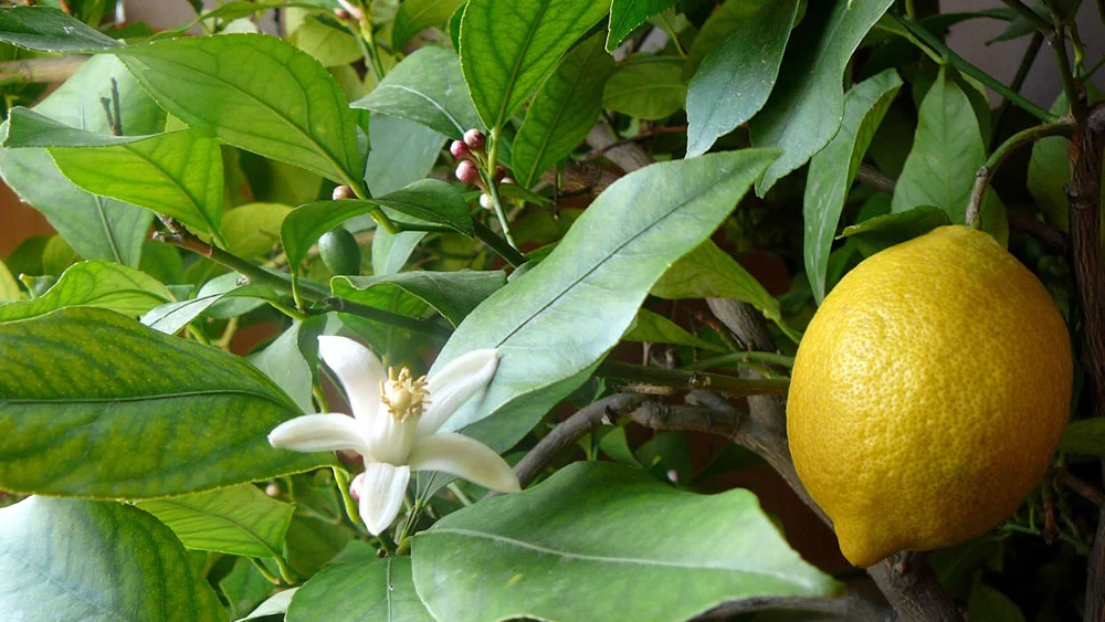 Lemons for the leek-infused rice pilaf. Credit: Wikimedia Commons/Elena Chochkova.