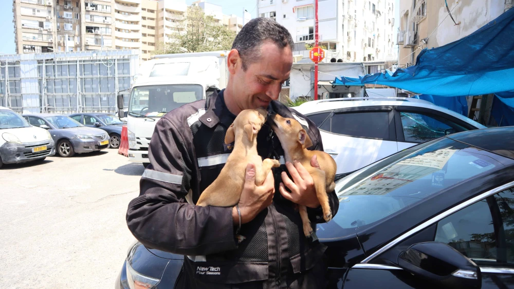 Bat Yam Puppies
