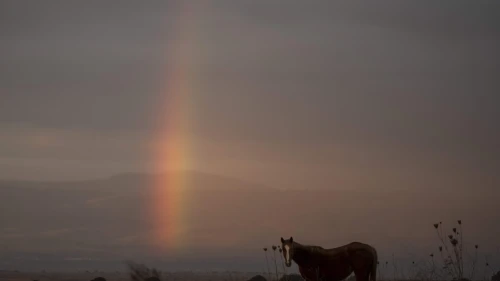 Wild horses graze at sunrise overlooking the Hula Valley, near Route 978 in the Israeli Golan Heights, Nov. 27, 2024. Photo by Michael Giladi/Flash90.