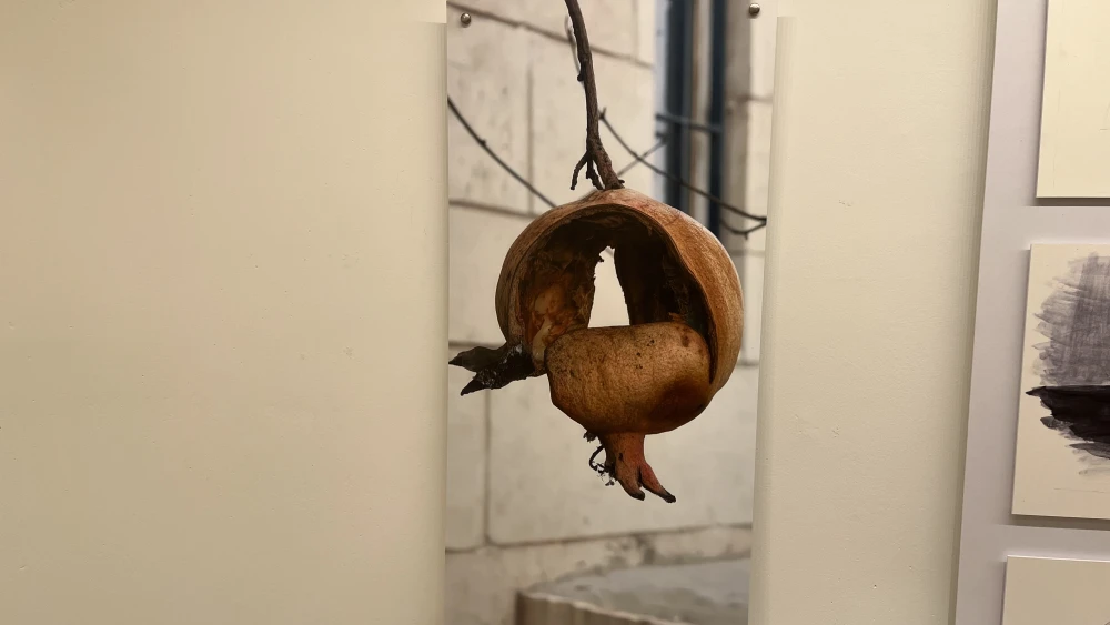 Chaya Hexter's photograph of a rotting pomegrante, part of the "Or's Light" exhibition at the Jerusalem Theatre, April 15, 2026. Photo by Josh Hasten.