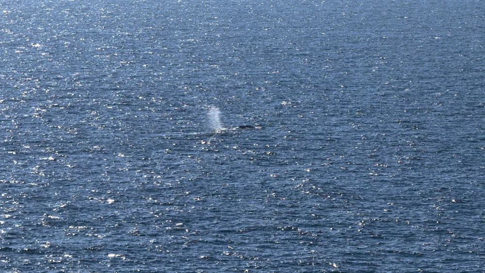 An aerial photo taken on May 2, 2026 shows a rescued humpback whale offshore near Skagen after being released from a barge. The humpback whale that had been struggling to survive after beaching off the German coast was released into the North Sea off Denmark after being transported in a barge, Germany's News5 agency said. Dubbed "Timmy" by the German media, the whale was first spotted stuck on a sandbank on March 23 near the city of Luebeck before freeing itself and then becoming stuck again several times. Photo by Sebastian Peters/NEWS5/AFP via Getty Images.