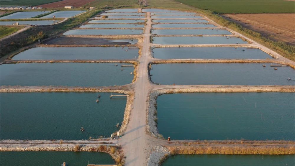 Goldfish pools in Kibbutz HaZorea in northern Israel, Aug. 19, 2019. Photo by Yoel Assayag/Flash90.
