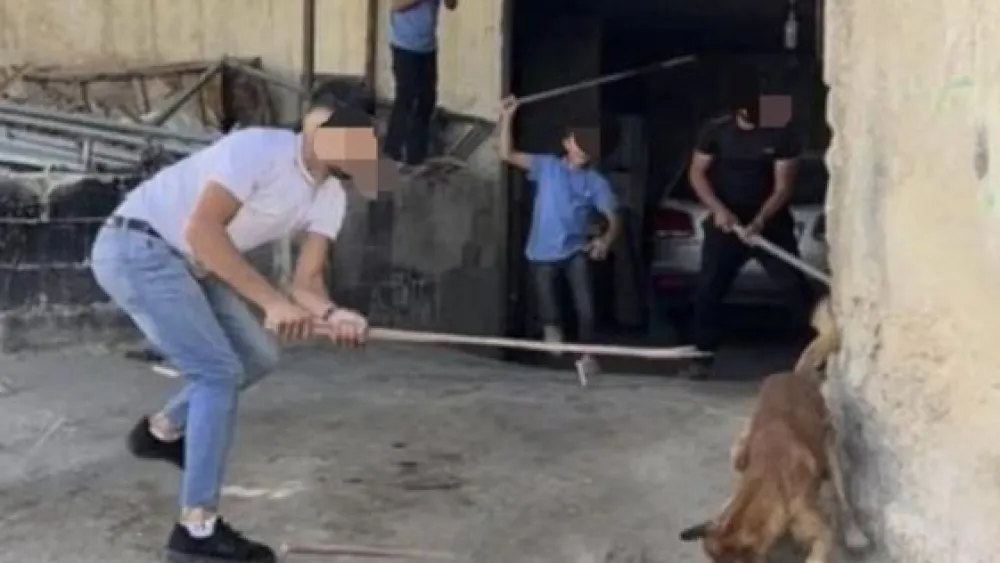 Hebron's mayor offered 20 shekels to residents who killed a stray dog. Credit: Twitter.