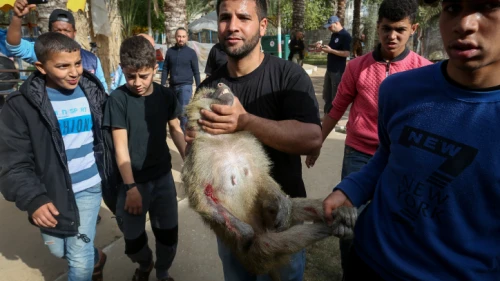 Zoo workers treat animals at a zoo in Rafah, in the southern Gaza Strip, on April 7, 2019, as they prepare to ship them to safe sanctuaries in Jordan and South Africa. Photo by Abed Rahim Khatib/Flash90.