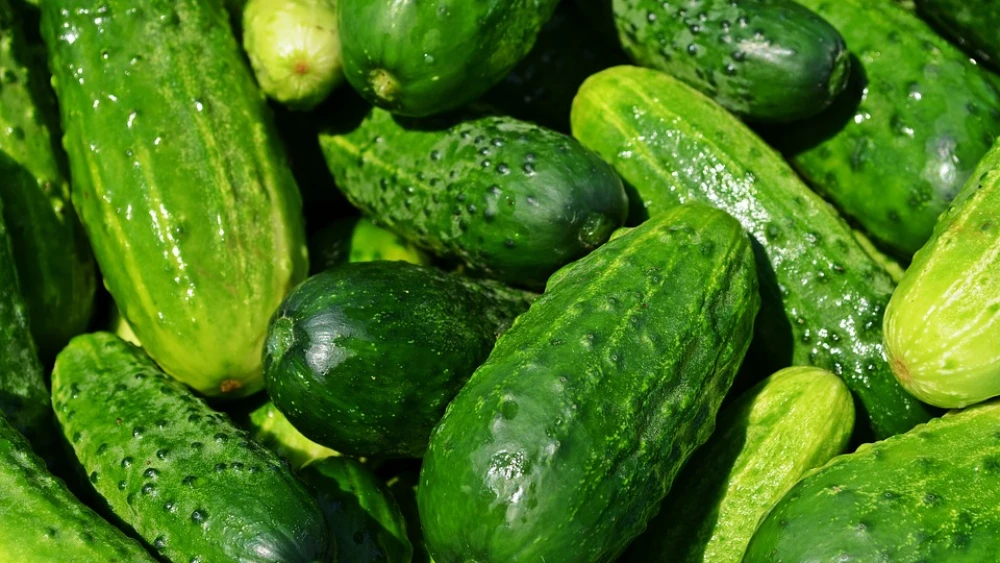 Cucumbers. Credit: Pixabay.