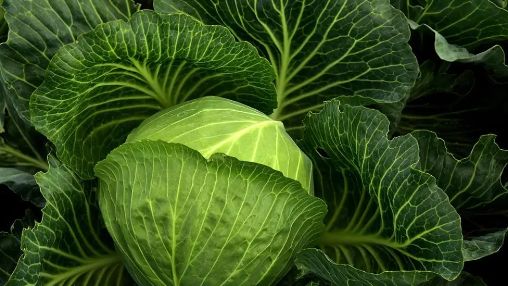 Green cabbage. Credit: Pixabay.