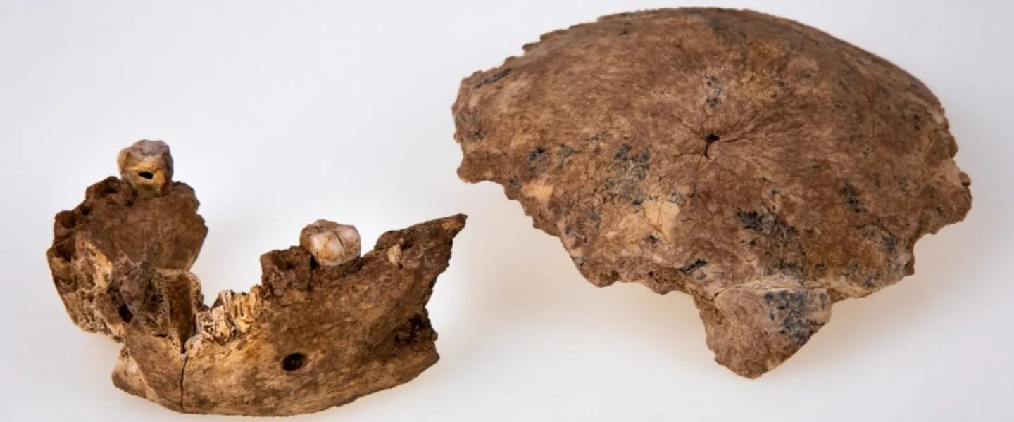 Fossil remains of skull and jaw. Photo courtesy of Tel Aviv University.
