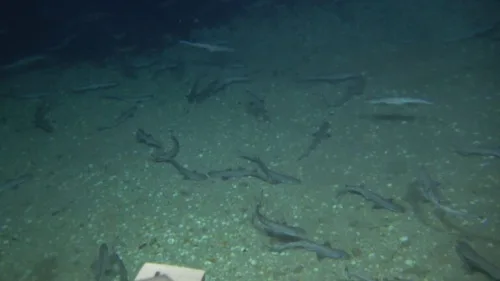 Photo courtesy of University of Haifa, Israel Oceanographic and Limnological Research, Ben-Gurion University of the Negev and the Interuniversity Institute for Marine Sciences in Eilat joint project.