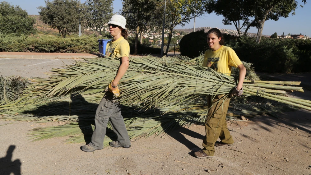 Israelis prepare to build a Sukkah ahead of the Jewish holiday of Sukkot at the Jewish community of Efrat.Photo by Gershon Elinson/Flash90