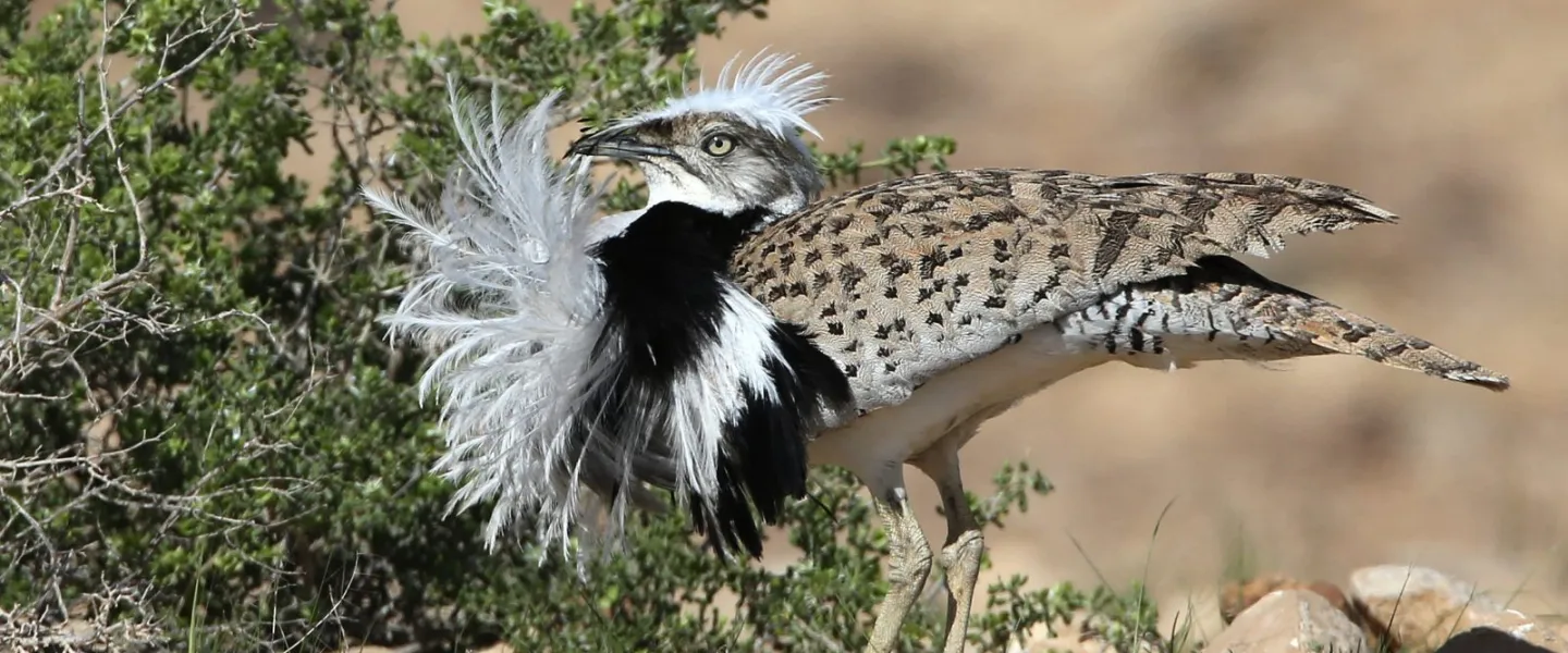 A houbara bustard bird in Israel. Photo by Dr. Haim Shohat/Flash90.