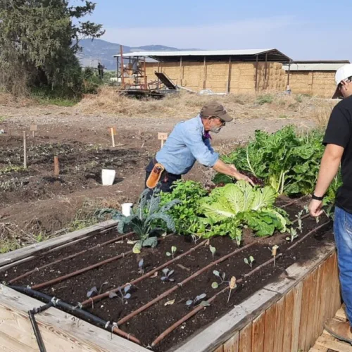 Menachem Stolpner and Shai Asher program participants at work at the vegetable garden on Kibbutz Shluhot. Credit: Courtesy.