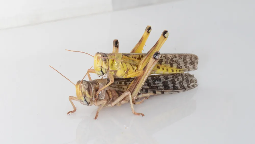 A gregarious locust couple. Credit: Keren Levi.