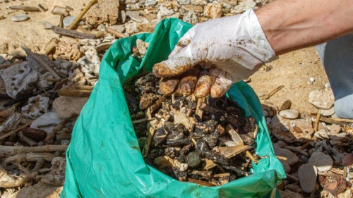 Israeli volunteers clean tar off the Gan Or beach, following an offshore oil spill. Feb. 22, 2021. Photo by Flash90.