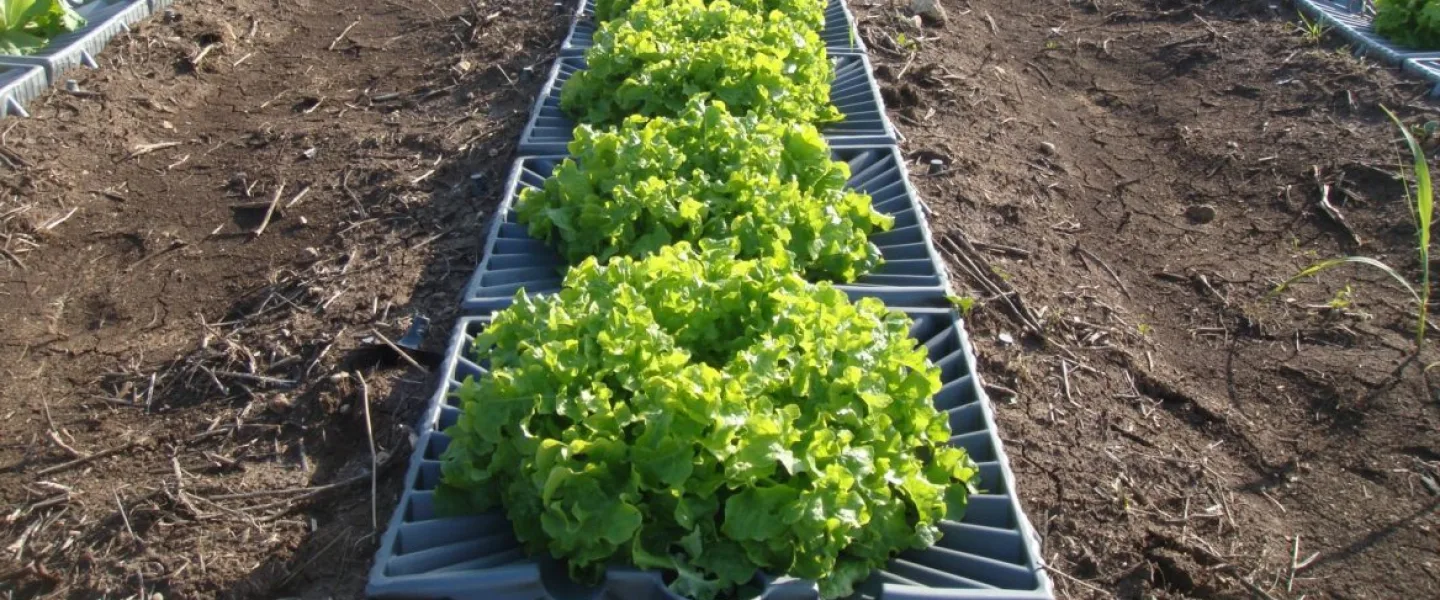 Tal-Ya's trays catch every drop of dew. Credit: Courtesy.