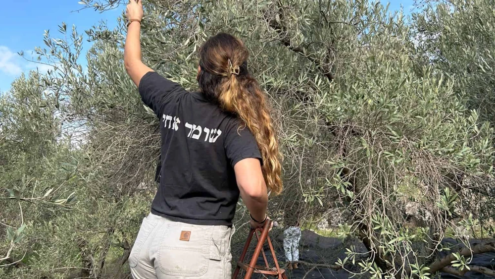 Adi Lempel helped with the olive harvest at Moshe Lev's orchard. Credit: Hashomer HaChadash.