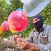 Masked terrorists prepare helium balloons with incendiary material to be flown into Israel, aiming to cause casualties and damage, on Sep. 22, 2023. Photo by Majdi Fathi/TPS.