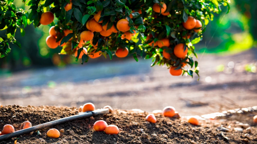 Clementine trees at a field in Moshav Nahalal in the Jezreel Valley, on March 26, 2019. Photo by Anat Hermony/Flash90