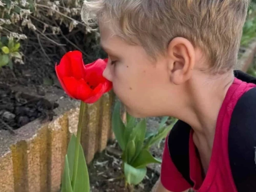 An Israeli boy at Kibbutz Or HaNer, near the northern Gaza Strip, smells a tulip planted by Dutch Christians. Credit: Christians for Israel. (CVI).