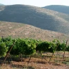The Judea and Samaria hills where Shiloh Winery is located. Credit: Wine on the Vine.