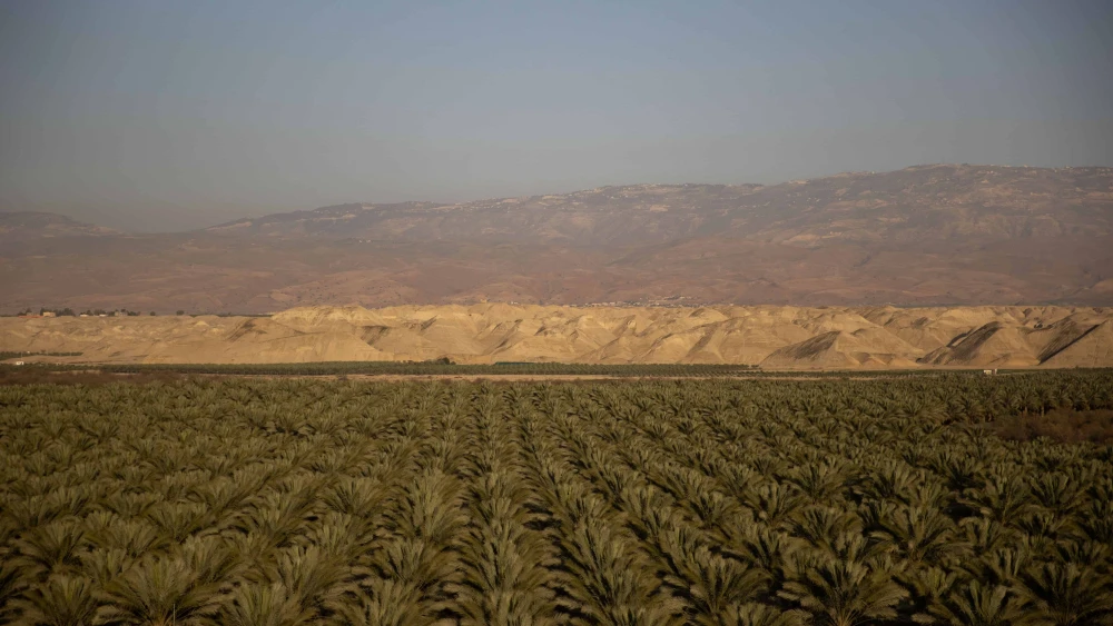 A date palm field near Moshav Petza'el in the Jordan Valley, Feb. 14, 2021. Photo by Yonatan Sindel/Flash90.
