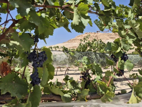 1,500-year-old Byzantine grape varieties harvested in the Negev desert. Credit: Lior Schumer, Israel Nature and Parks Authority