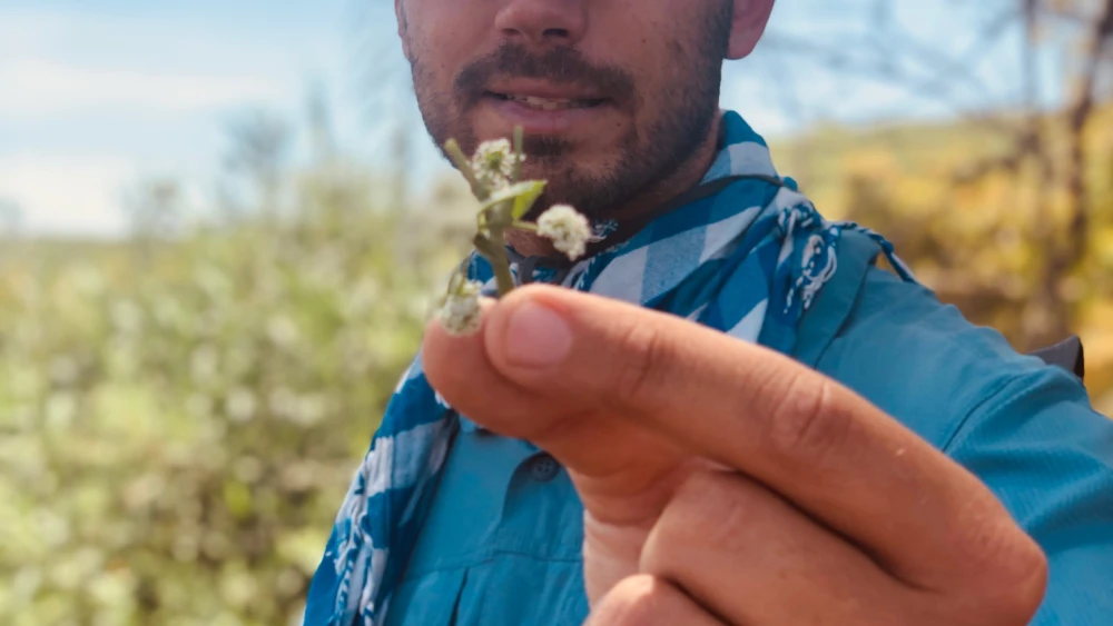 Ofek Ron-Carmel leads a foraging class during the Eighth Spring Festival, May 2021. Photo by Eliana Rudee.