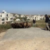 Stolen sheep recovered from the Palestinian village of Jiljilya are taken back to the nearby Tzur Levavi farm on May 13, 2026. Photo by TPS-IL.