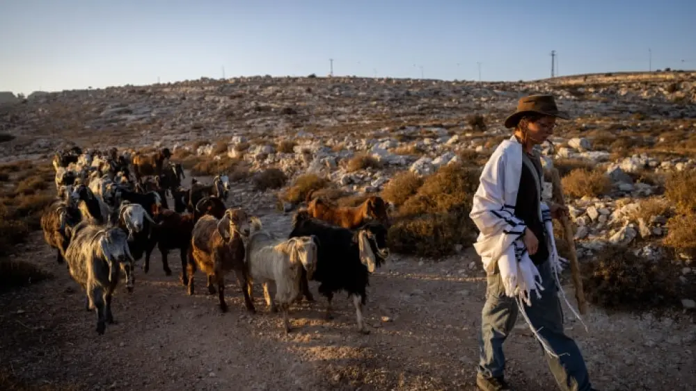 A Jewish resident of Judea and Samaria herds sheep near his community, Aug. 20, 2023. Photo by Chaim Goldberg/Flash90.