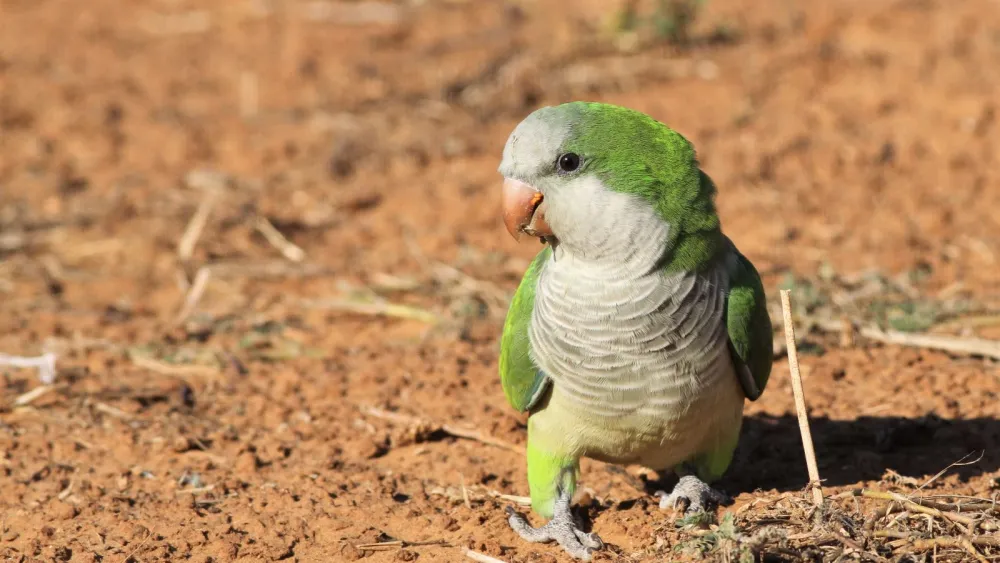 Monk parakeet. Credit: Jonathan Meirav/SPNI.