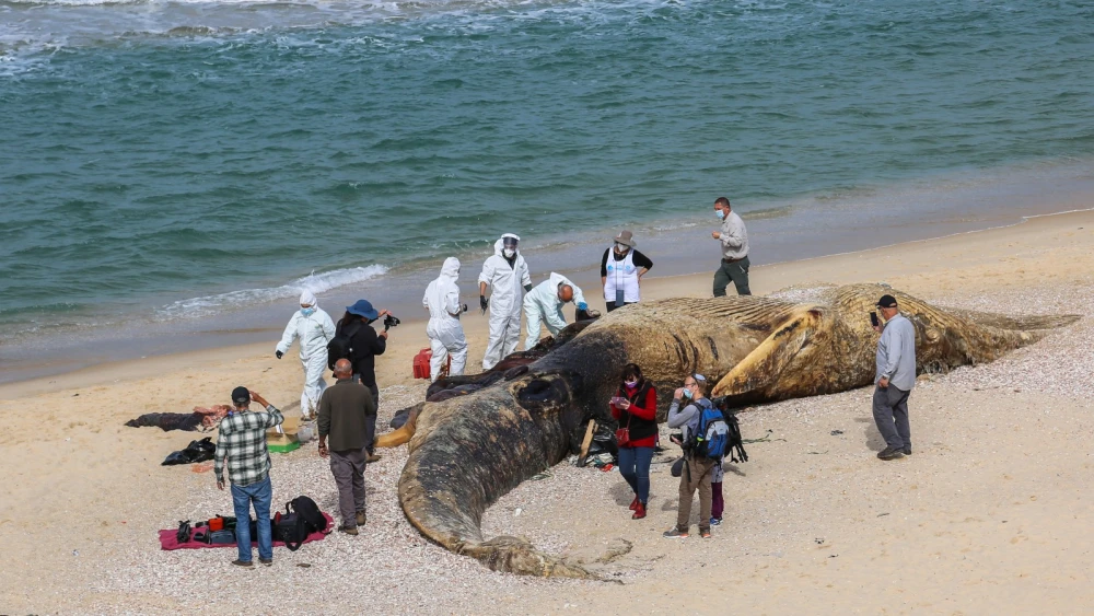 Israelis stand around a 17-meter-long fin whale washed ashore on the Nitzanim beach near Ashkelon, Feb. 19, 2021. Photo by Yossi Aloni/Flash90.