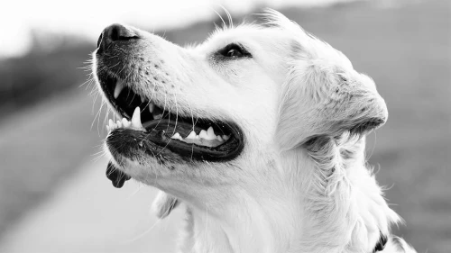 Post-COVID, the Dogiz company has launched an updated app, website and business plan. Credit: Pixabay.