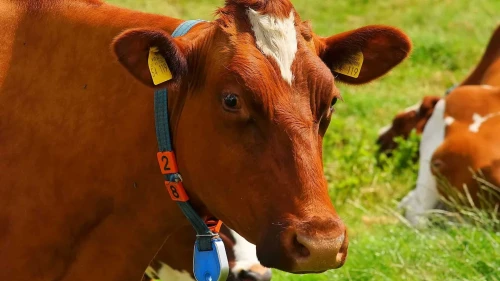 Cow