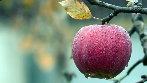 Apples in autumn. Credit: Pixabay.