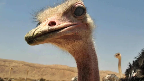 Yotvata Hai-Bar Nature Reserve