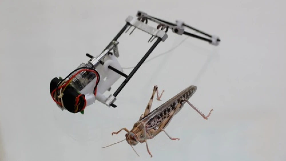 Tel Aviv University's robotic locust. Credit: Courtesy American Friends of Tel Aviv University.
